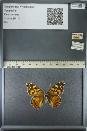Media type: image;   Entomology 181649